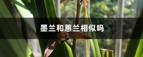 墨兰和蕙兰的区别