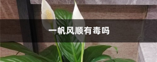 一帆风顺有毒吗