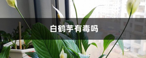 白鹤芋有毒吗