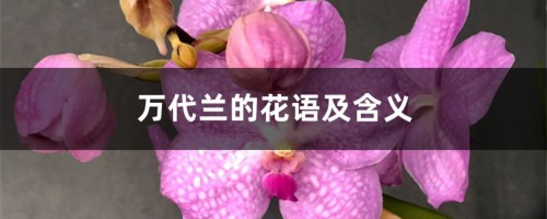 万代兰的花语及含义