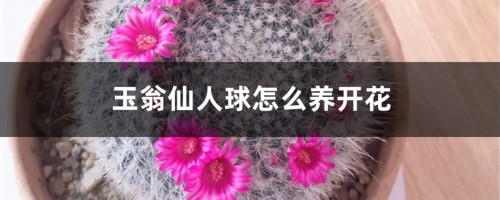 玉翁仙人球怎么养开花