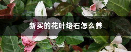 新买的花叶络石怎么养