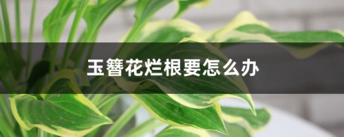 玉簪花烂根要怎么办