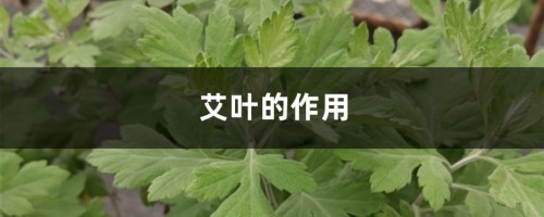 艾叶的作用，艾叶和艾草一样吗