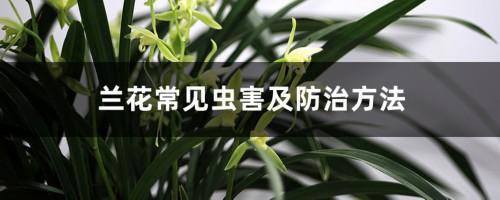 兰花常见虫害及防治方法