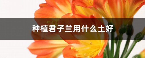 种植君子兰用什么土好