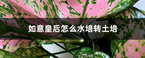 如意皇后怎么水培转土培