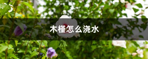 木槿怎么浇水？