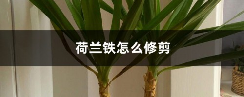 荷兰铁怎么修剪