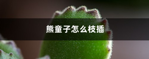 熊童子怎么枝插